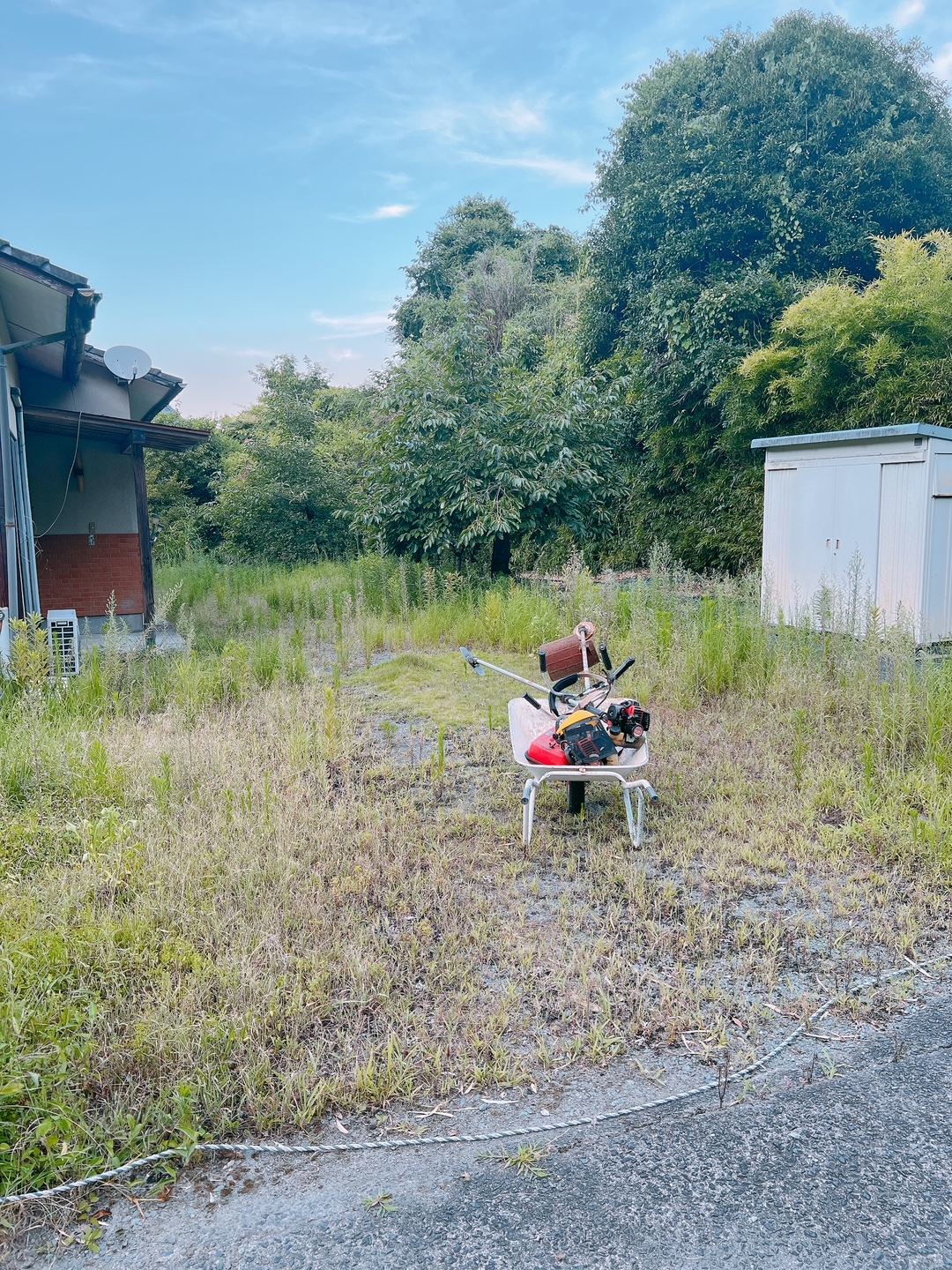 草刈り前