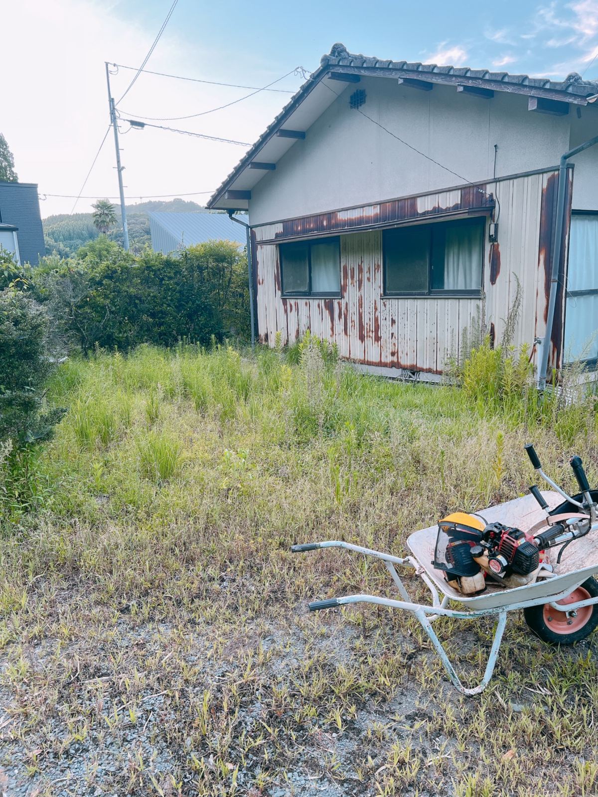 草刈り前