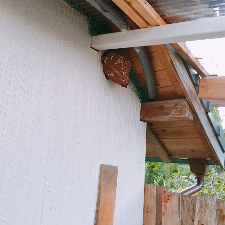 蜂の巣駆除・現場B－1