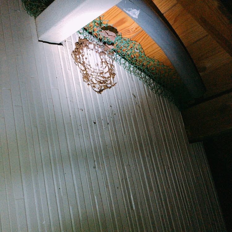 蜂の巣駆除・現場B－2